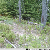 perfektne zamaskovaný