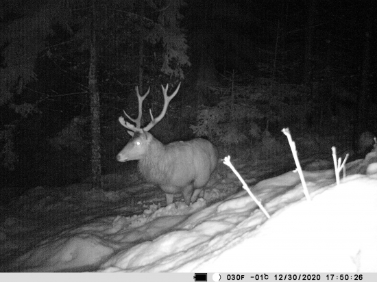 Stále v strehu a v strese