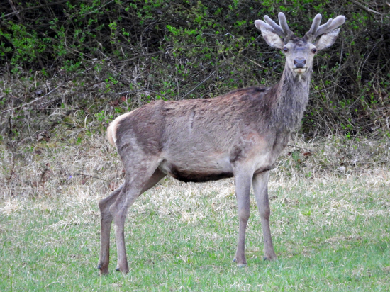 Pomaly rastú