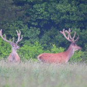 V hmlistom ráne po daždi
