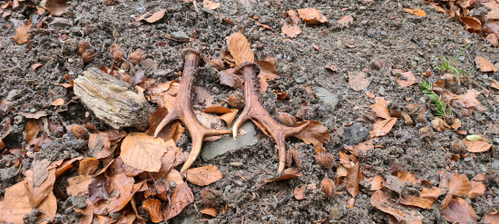 Môj dnešný úlovok