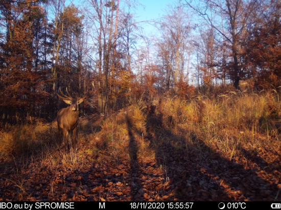 Prišiel sa napapať....