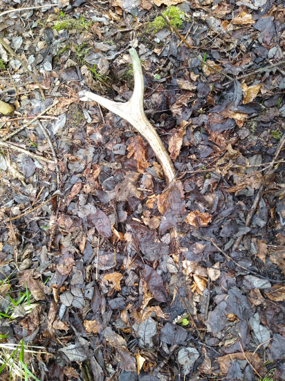 Skoro skrity osmačik