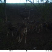 Muflony pri vnadidle