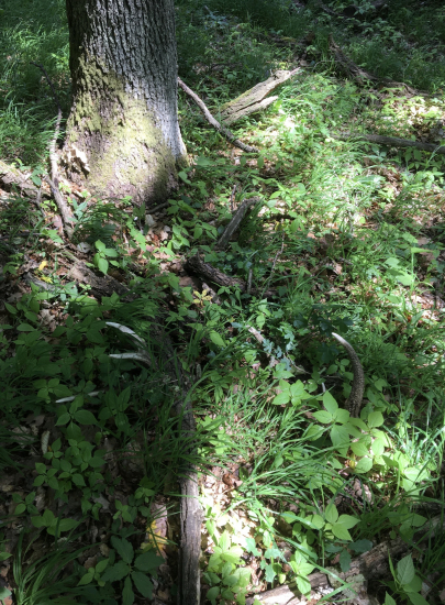 nedal sa prehliadnut