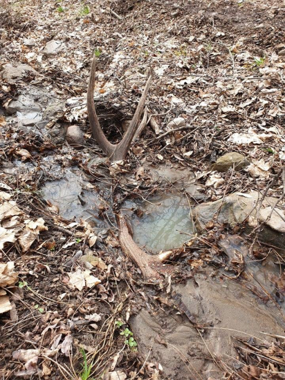 kamarat mal lepsie oci