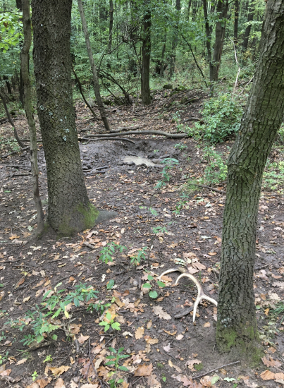 dnes cestou domov prekvapko