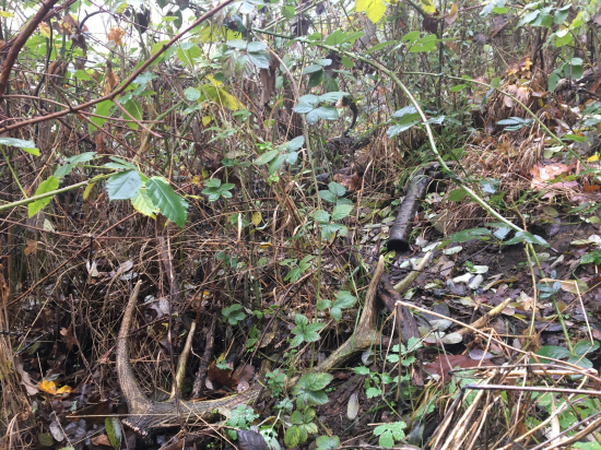 černicový krásavec