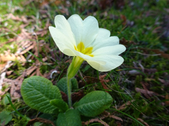 Prvosienka bezbyľová