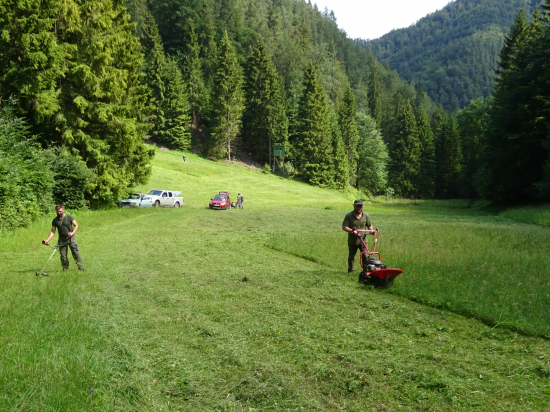 Kosenie horskej lúky