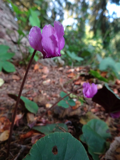 Cyklámen fatranský