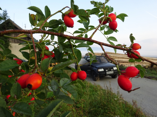 Šípky - neklamný znak jesene