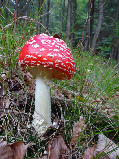 rozprávková krásavica