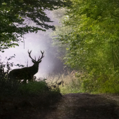 Stretli sme sa na ceste..