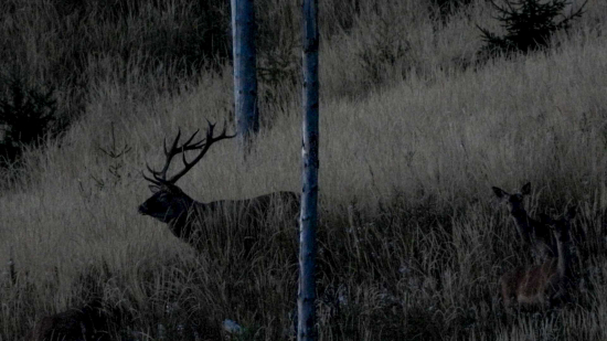 Spomienka na ruju 2019