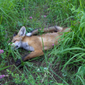 Odvážni umierajú prví