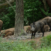 Ja strážim, vy jedzte!