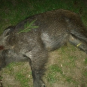Lanštiak
