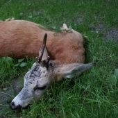 Starý pán srnec.