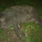 Lanštiak