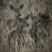 Dámy na prechádzke :)