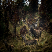 Jesenné upršané ráno...