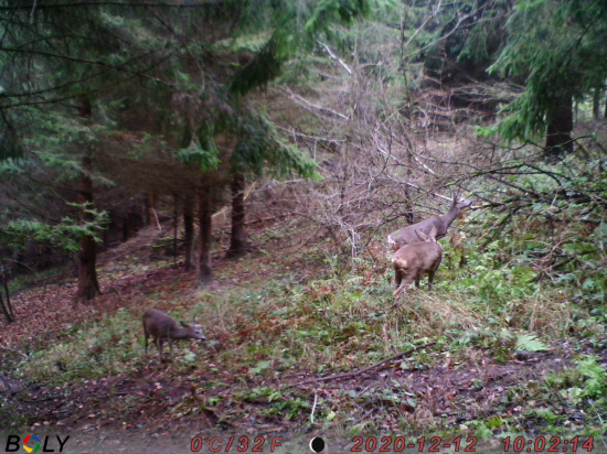 Srnčie na chodníku....
