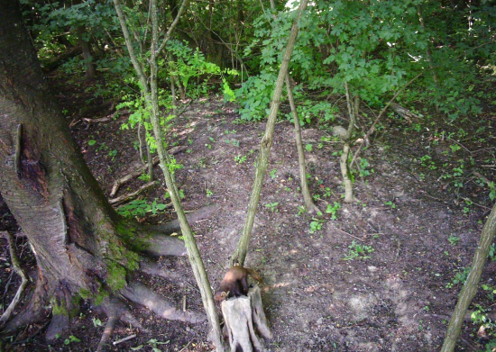 Kuna