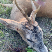 Prvý tohtoročný srnček