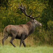 Z tých mohutnejších