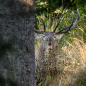 Hra na schovávačku