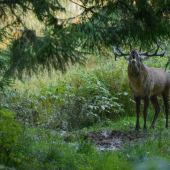 Prišiel sa schladiť...