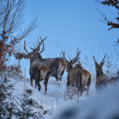 Mládenci pekne v rade