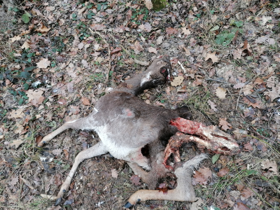 Niekto mu pomohol zhodiť