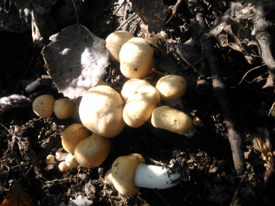 čírovnica májová