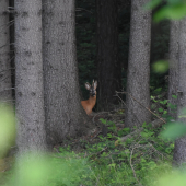 Neočakávaný úlovok