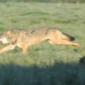 Vzácne a veľmi blízke stretnutie