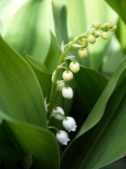 convallaria majalis