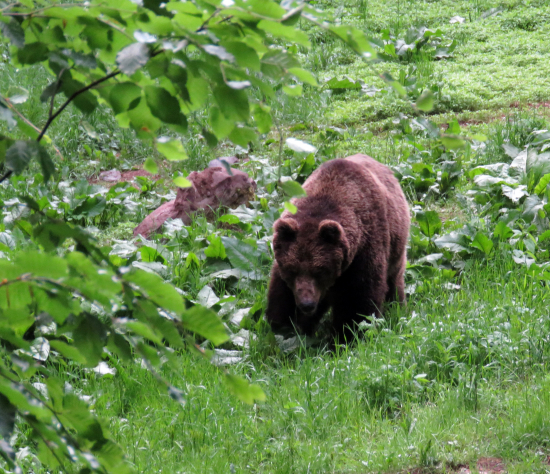 vek okolo 20 rokov, váha 350 kg +