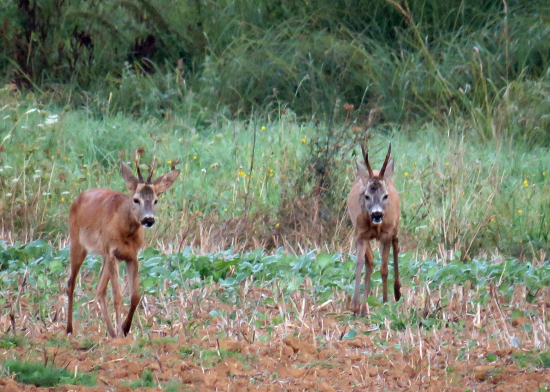 riadne ho popreháňal :)