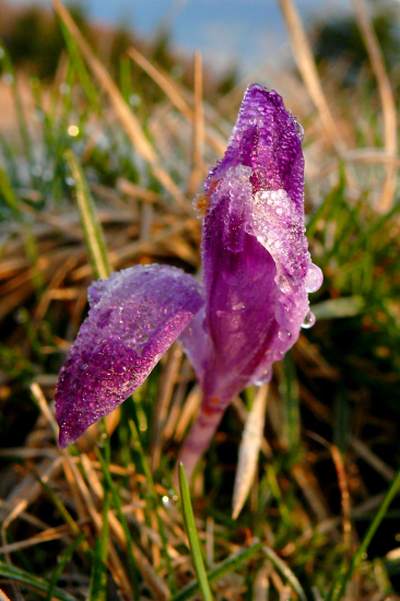 Šafran v ľadovom zábale