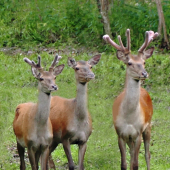 Mladé jelene s jelenicou