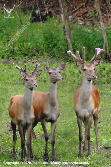 Mladé jelene s jelenicou