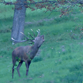 Jeleň pod pagaštanmi