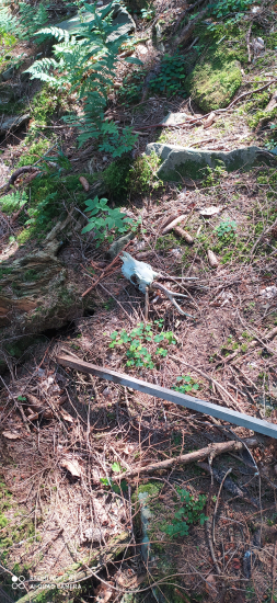 najdena lebka srnca pocas prechadzky