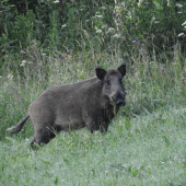 Konečne sa dostavil