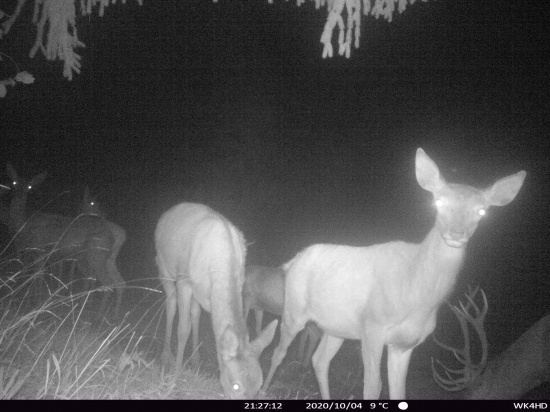 14torak a jeho harem