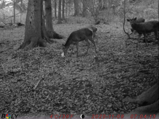 Aha tam je soľ, poďme tam