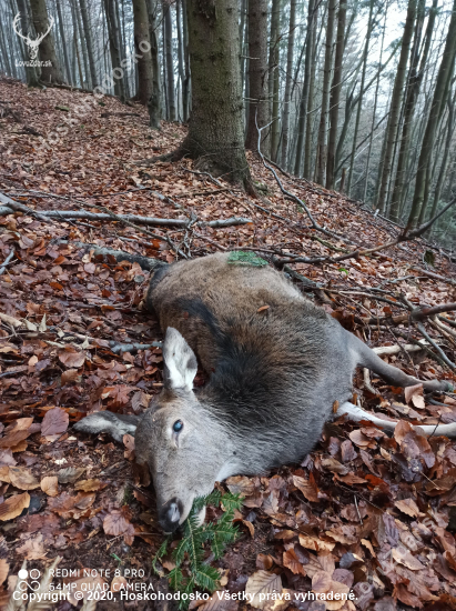 Jelienča do plánu