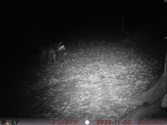 Predchádzajúci vlčko